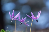 神勇飞虎霸王花(神勇飞虎霸王花：传说中的奇异植物)